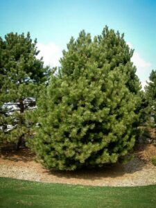 Сосна Чёрная (Pinus Nigra) купить по цене от 270.00р. в интернет-магазине «Посадика» с доставкой почтой в в Камешковое и по всей России – [изображение №1].