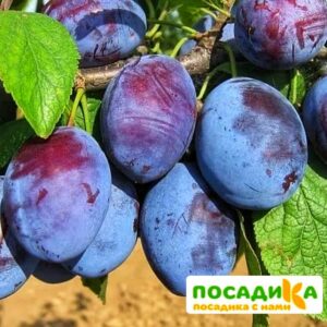 Слива Чачакская ранняя купить по цене от 229.00р. в интернет-магазине «Посадика» с доставкой почтой в в Камешковое и по всей России – [изображение №1].