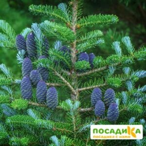 Пихта корейская (Abies koreana) купить по цене от 450.00р. в интернет-магазине «Посадика» с доставкой почтой в в Камешковое и по всей России – [изображение №1].