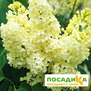 Сирень Примроуз (Primrose) купить по цене от 529.00р. в интернет-магазине «Посадика» с доставкой почтой в в Камешковое и по всей России – [изображение №1].