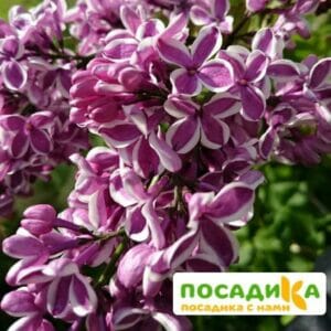 Сирень Сенсация купить по цене от 529.00р. в интернет-магазине «Посадика» с доставкой почтой в в Камешковое и по всей России – [изображение №1].