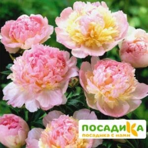 Пион Распберри Сандей (Paeonia Raspberry Sundae) купить по цене от 959р. в интернет-магазине «Посадика» с доставкой почтой в в Камешковое и по всей России – [изображение №1].