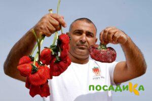 Клубника Гигант Джорнея купить по цене от 266р. в интернет-магазине «Посадика» с доставкой почтой в в Камешковое и по всей России – [изображение №1].