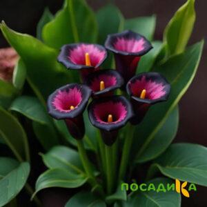 Калла Аура Лейс купить по цене от 400р. в интернет-магазине «Посадика» с доставкой почтой в в Камешковое и по всей России – [изображение №1].