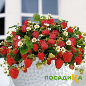 Клубника Рубиновый Шепот (горшечная) купить по цене от 240р. в интернет-магазине «Посадика» с доставкой почтой в в Камешковое и по всей России – [изображение №1].