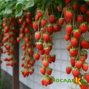 Клубника вьющаяся Комплимент купить по цене от 470р. в интернет-магазине «Посадика» с доставкой почтой в в Камешковое и по всей России – [изображение №1].