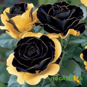 Роза Ханни Сикл купить по цене от 700р. в интернет-магазине «Посадика» с доставкой почтой в в Камешковое и по всей России – [изображение №1].