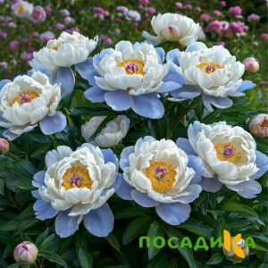 Пион акварельный Этюд купить по цене от 806р. в интернет-магазине «Посадика» с доставкой почтой в в Камешковое и по всей России – [изображение №1].