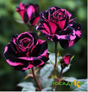 Роза Багровый Шепот купить по цене от 366р. в интернет-магазине «Посадика» с доставкой почтой в в Камешковое и по всей России – [изображение №1].