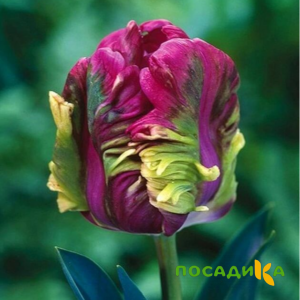 Тюльпан Экзотик Хэвен купить по цене от 186р. в интернет-магазине «Посадика» с доставкой почтой в в Камешковое и по всей России – [изображение №1].